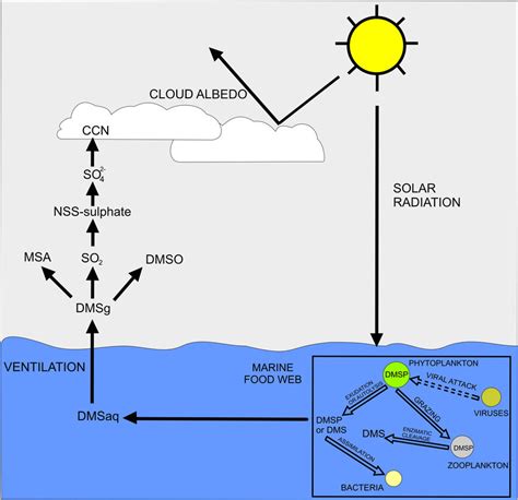 Dead Coral Reefs: Uncovering the Link Between Climate Change, Ocean Acidification, and the Rapid Decline of Marine Ecosystems