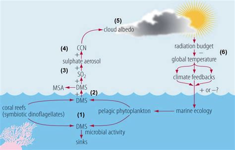 Dead Coral Reefs: Uncovering the Link Between Climate Change, Ocean Acidification, and the Rapid Decline of Marine Ecosystems