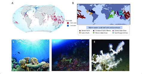 Comprehensive Analysis of Global Biomes: Exploring Climate Zones, Ecosystem Diversity, and Environmental Impacts Across the World's Major Habitats