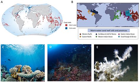 Comprehensive Analysis of Global Biomes: Exploring Climate Zones, Ecosystem Diversity, and Environmental Impacts Across the World's Major Habitats