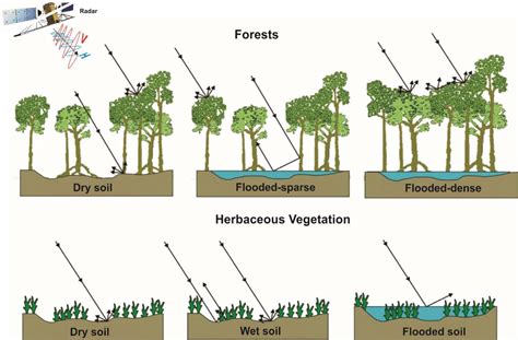 Understanding Tropical Rainforests: Exploring Their Vital Role in Global Climate Patterns and Ecosystem Stability