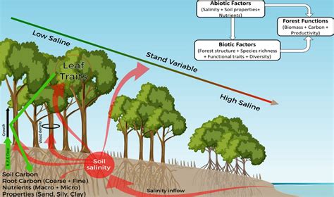 Understanding Tropical Rainforests: Exploring Their Vital Role in Global Climate Patterns and Ecosystem Stability