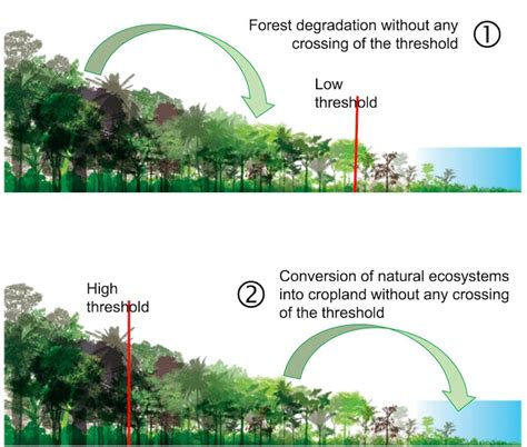 Understanding Tropical Rainforests: Exploring Their Vital Role in Global Climate Patterns and Ecosystem Stability